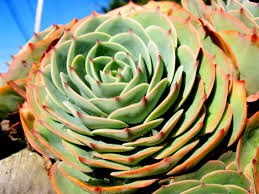 Rosa verde